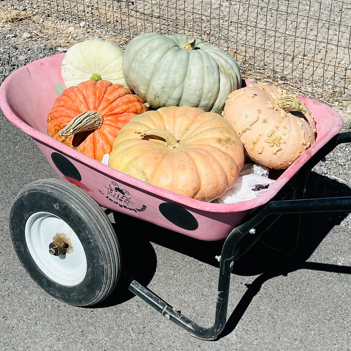Pumpkin Coloring Book Pages